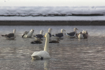 白鳥とカモメ