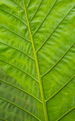 Fresh green leaf texture background.