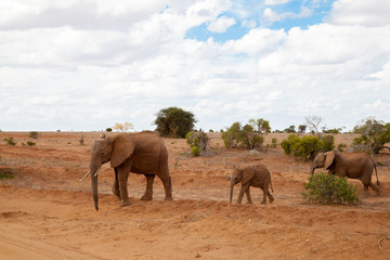 Fototapeta na wymiar Elephants walking over the savannah, on safari in Kenya