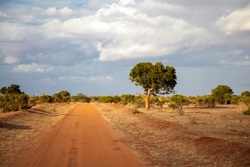 Landscape of Kenya, green trees, a road