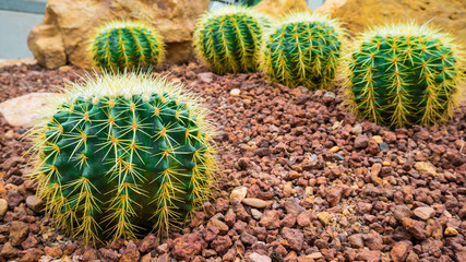 Group of Cactaceae in Botanic Garden.