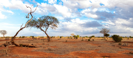 Landscape of Kenya, red soil, big trees and a blue sky with clouds