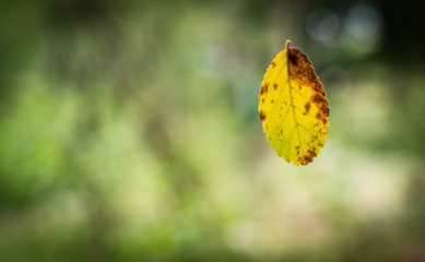 Leaf in Suspension