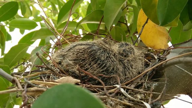 Dove in the nest on tree