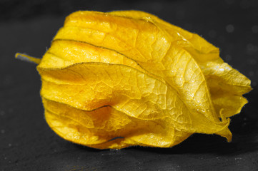 Physalis