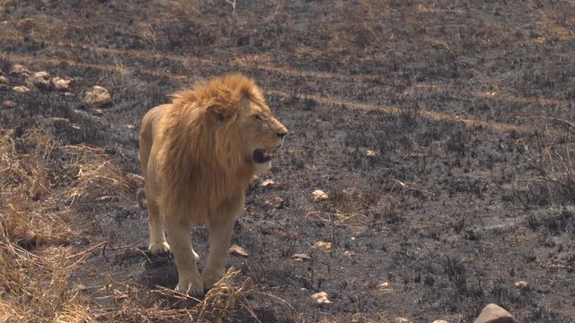 CLOSE UP: Portrait of mighty lion standing on burnt field in safari game reserve