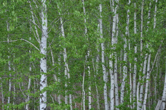 birch forest
