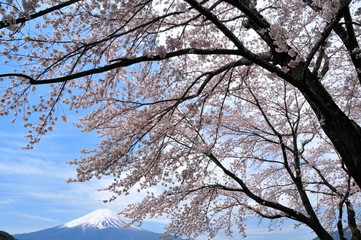 富士山と桜