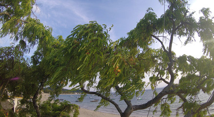 Fototapeta premium tamarind tree in Madagascar on a windy day