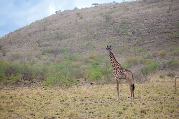 Naklejka na ściany i meble Giraffe is standing in the savannah of Kenya
