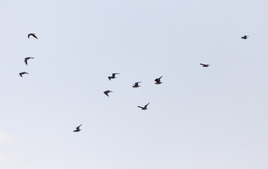a flock of birds in the sky