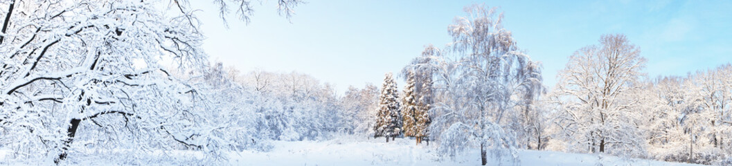 Frozen trees in winter forest