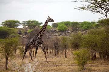 Giraffe is walking between the bush, on safari in Kenya