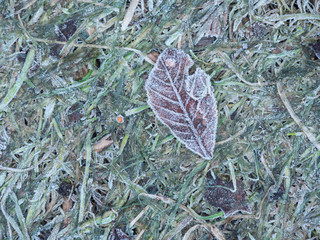 The texture of grass is covered with frost. Frost, icicles on the grass, ice. Leaf covered with ice.