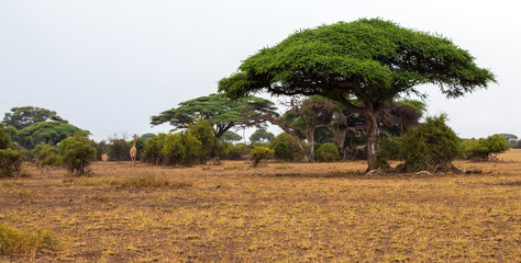 Landscape in Kenya with big trees, on safari