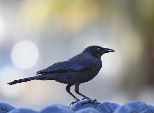 Common Grackle