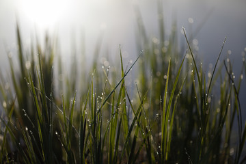 Obraz premium Morning dew