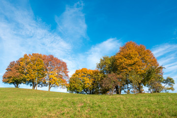 Fototapeta premium Trees in Autumn, Munchen - Germany