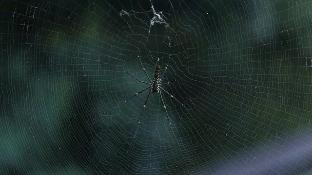 Spider on the net