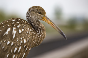 Curlew