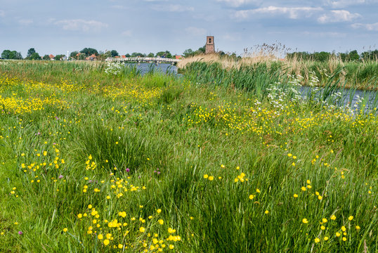 A meadow with yellow flowers in spring.
