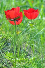 Wild Anemone flowers