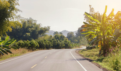 Naklejka premium The road with trees beside the way.