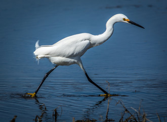 Snowy egret hunting for food