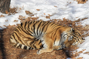 Panthera tigris altaica