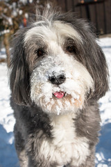 Bearded Collie with snowy face