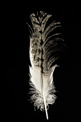 Feather of Australian white ibis Threskiornis moluccus