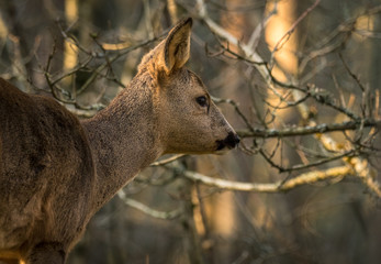 Roe deer in forest with trees in background