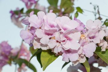 Fototapeta premium group of garlic flower and sunlight,pink flower and green leaf