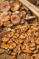 Milk cap (Lactarius deliciosus) ,red pine mushroom in a street food market. Vic, Catalonia, Spain.