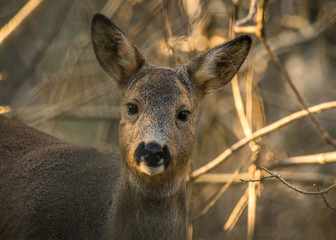 Roe deer in forest with trees in background