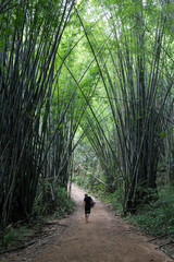 Man walking in bamboo forest, Khao Sok, Thailand - 132512989