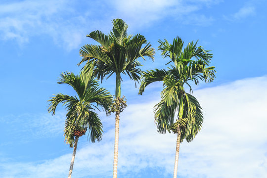 Palm trees against blue sky, Thailand