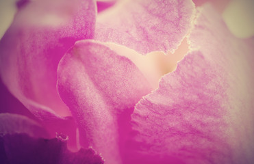 Abstract pink petal orchid flower background,retro filter effect