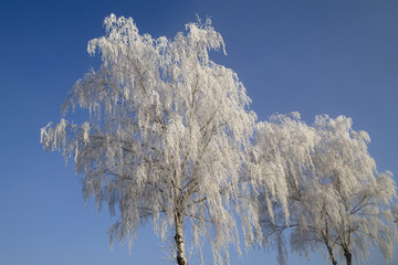 Trees with rime