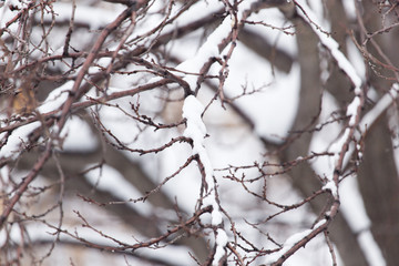 snow on the branches of a tree