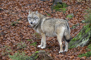 Wolf im Herbst