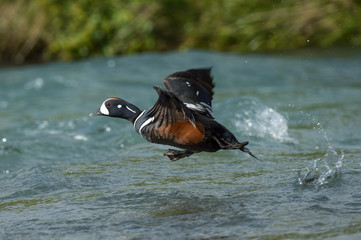 Harlequin duck in iceland
