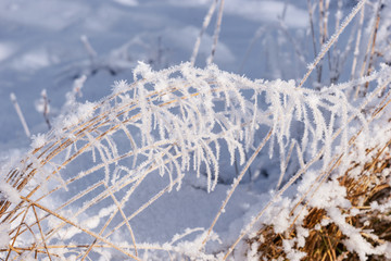 Frozen grass, covered with hoarfrost. Winter background