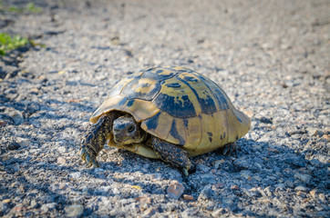 Small tortoise crossing a country road in Greece, Europe