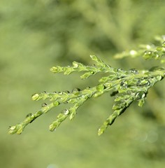 rosée sur le cyprès 