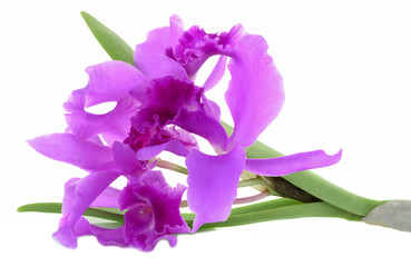 Naklejka premium Purple Cattleya Orchid isolated on a white background