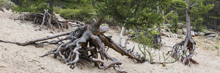 Корни "пляшущих" деревьев © andrey_iv