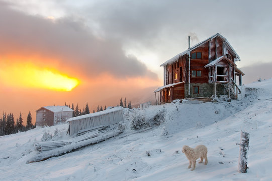 Small house in the mountains. / White dog meets a dawn guard hut in the mountains. Dragobrat Mountain Western Ukraine.