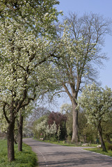 Fototapeta na wymiar Blossom peartrees at Dr Larijweg Netherlands Ruinerwold