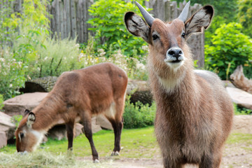 Japanese Serau (goat) (Capricornis crispus)